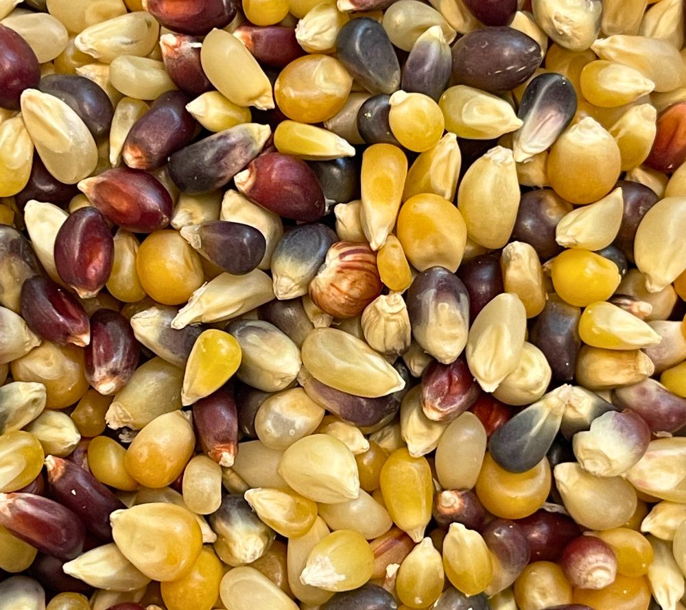 Everly Grace Pumpkin Time Popcornkörner (425 g) – Gourmet-Popcorn aus den USA. Jetzt bei Ryan's Specialties B2B online kaufen und Herbstgenuss sichern!
