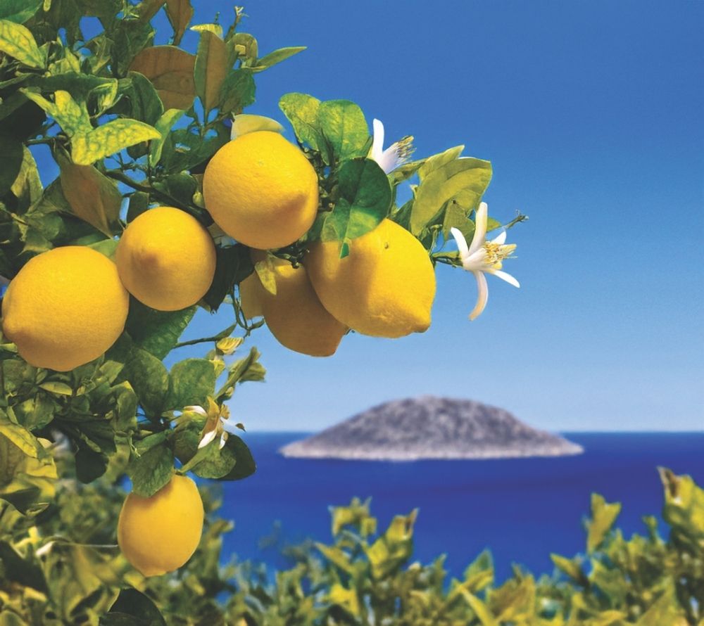 Duftkerze Aegean Zest von Kringle Candle kaufen | mediterranes Lebensgefühl für Ihr Sortiment | spritzige Zitrusaromen, floralen Herznoten
